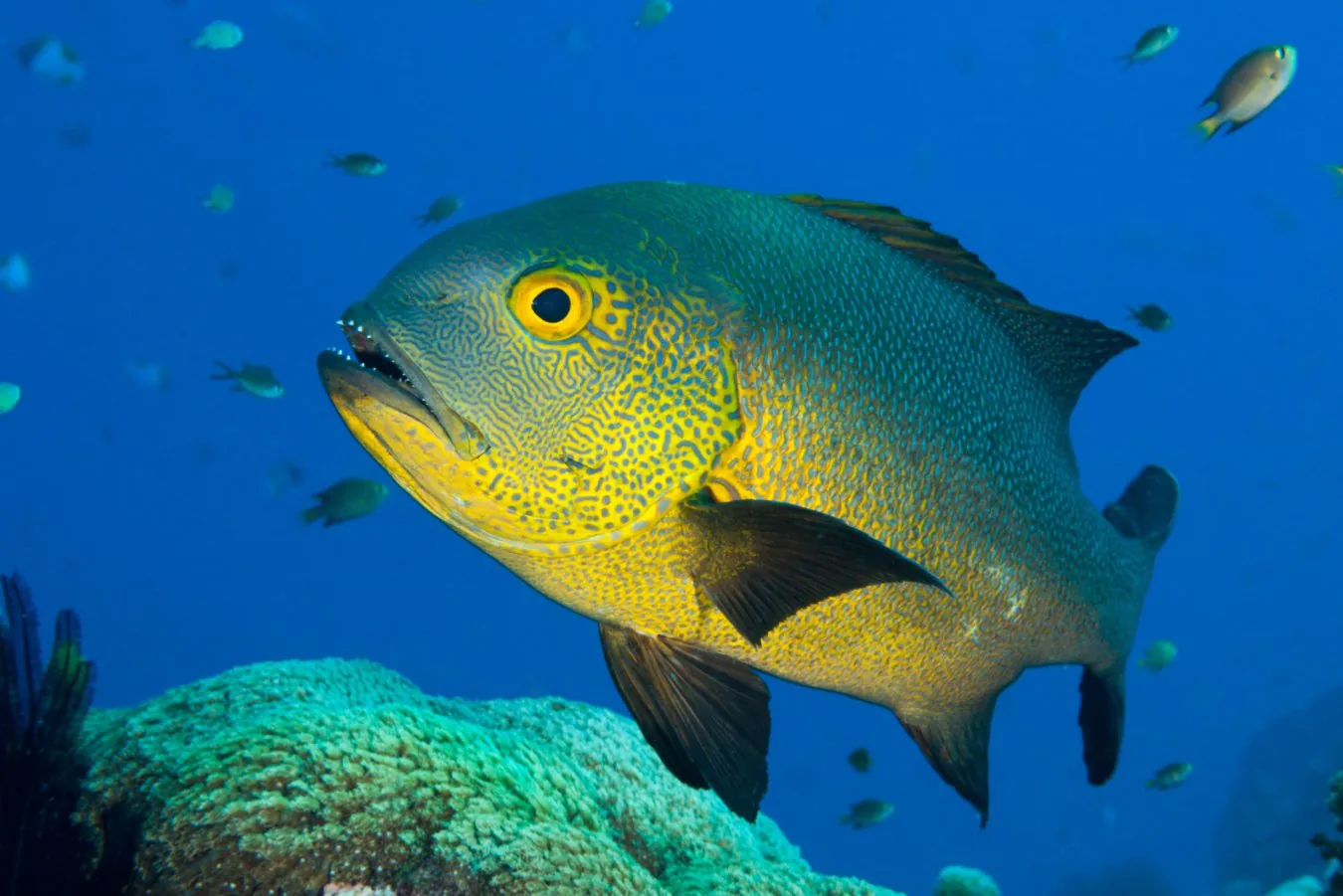 Peixes podem ver a água da mesma forma que nós vemos o ar?