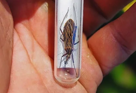 Desmatamento aumenta risco de leishmaniose e doença de Chagas na Amazônia, aponta estudo