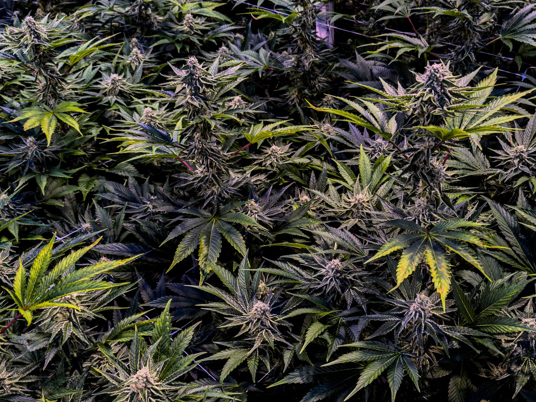 Fact check: Cartão de cannabis medicinal em Mississippi não impede posse de armas