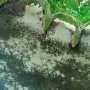 Underwater Grasses in Chesapeake Bay Increase by 7%