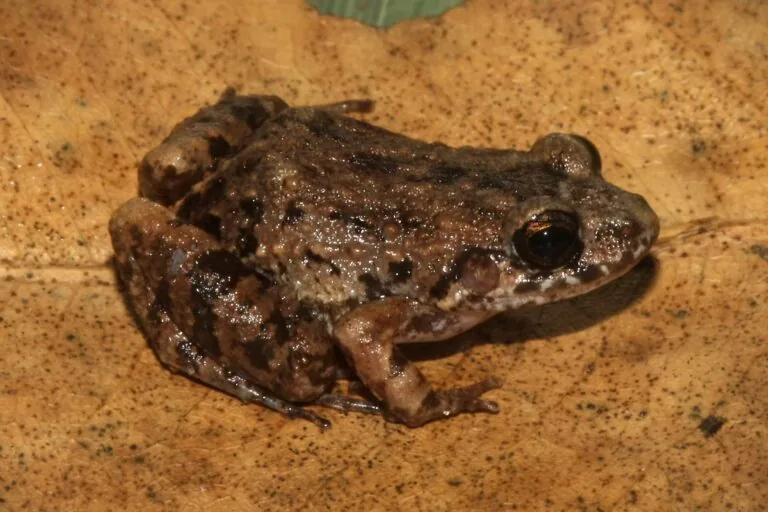 Novo tipo de rana descoberto no Amazonas chama atenção pela sua 'canção lenta'