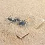 Gene expression in ant brains may drive rescue behavior
