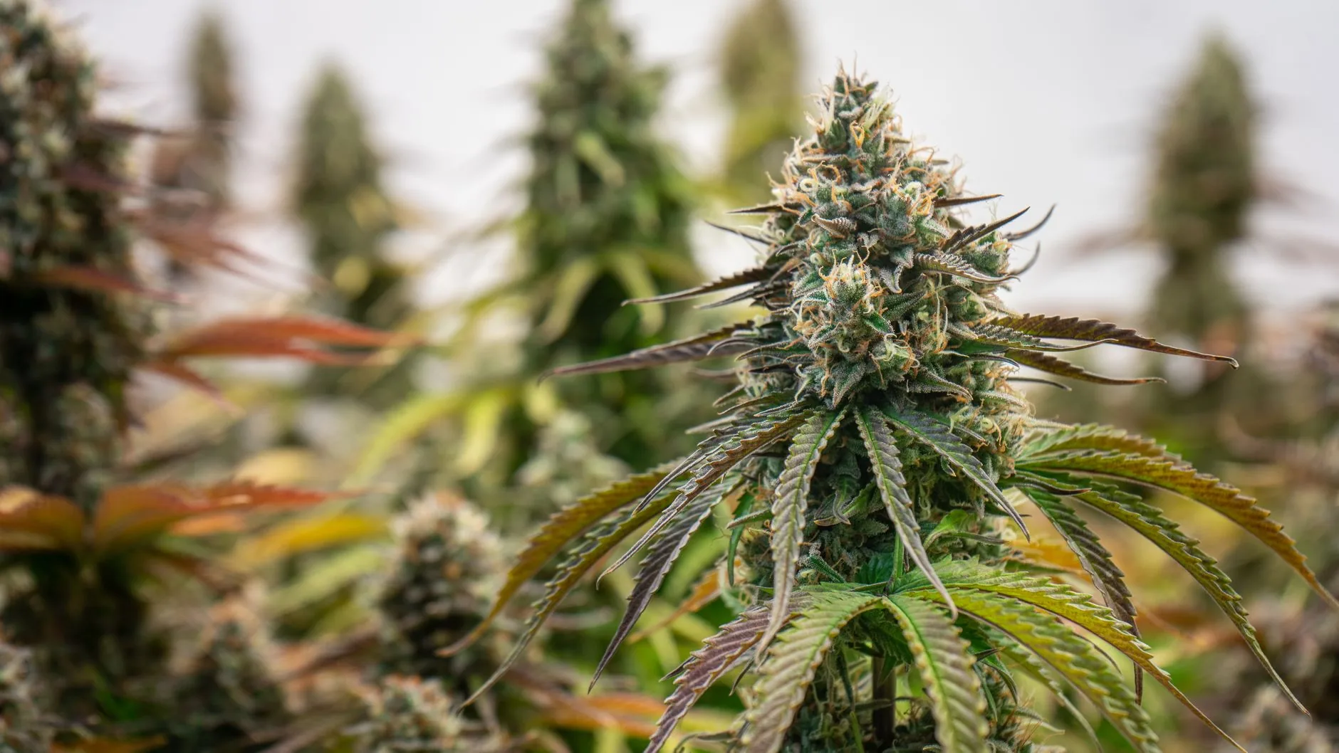 American Cannabis Expansão Pode Superar Europa