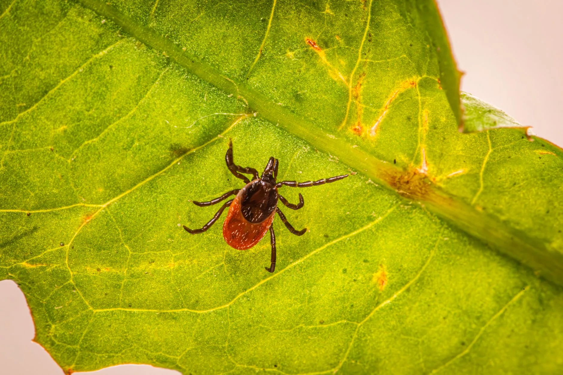 Parasita carniceiro retorna ao território dos EUA