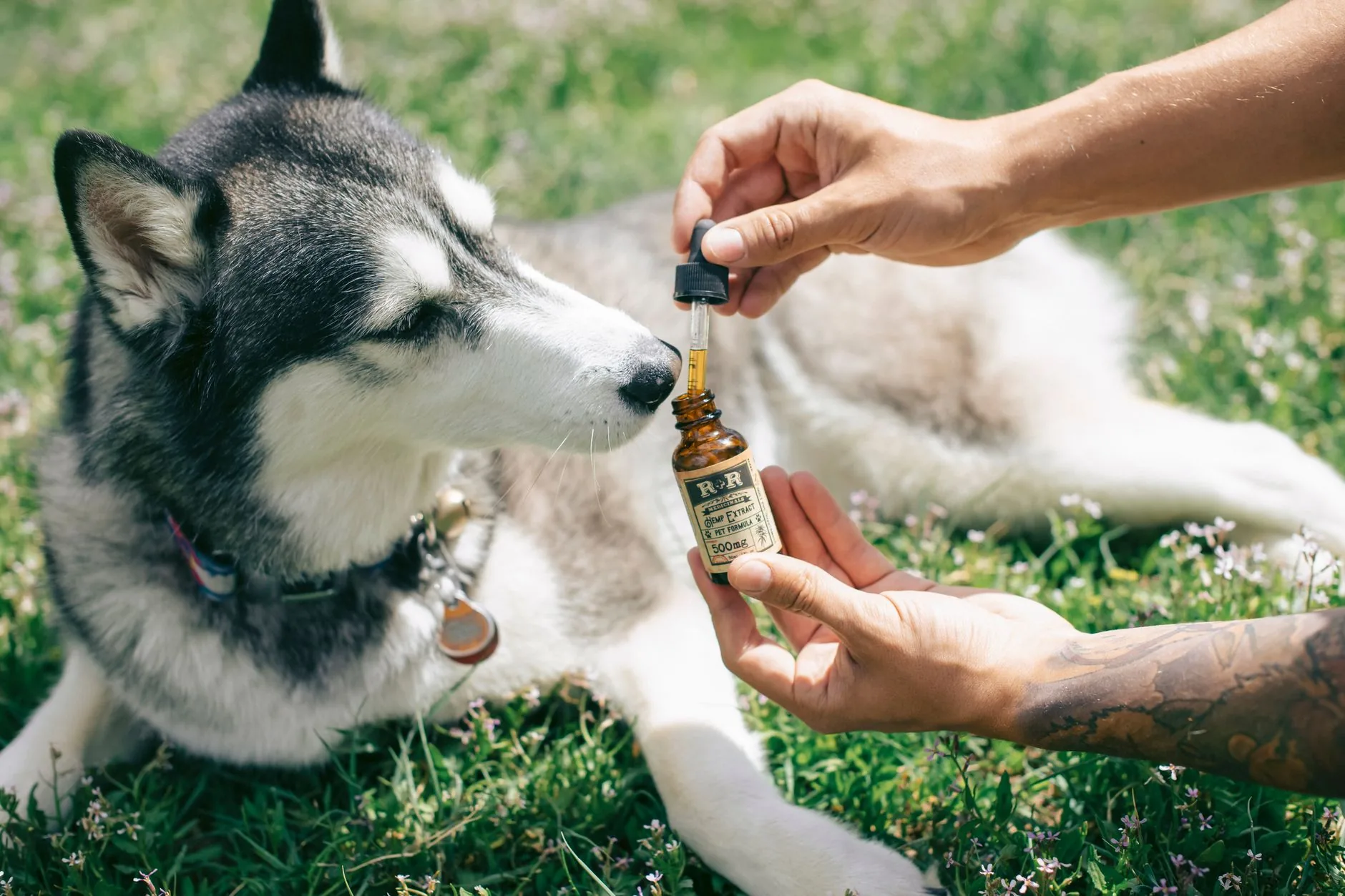 Benefícios e limites do canabidiol para cães