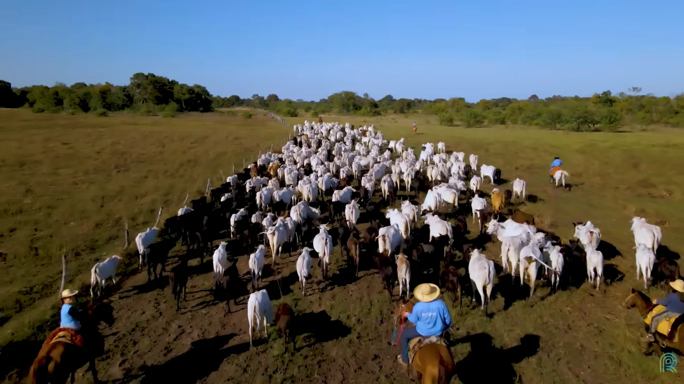 Pecuária responde por um terço da proteína global, revela FAO