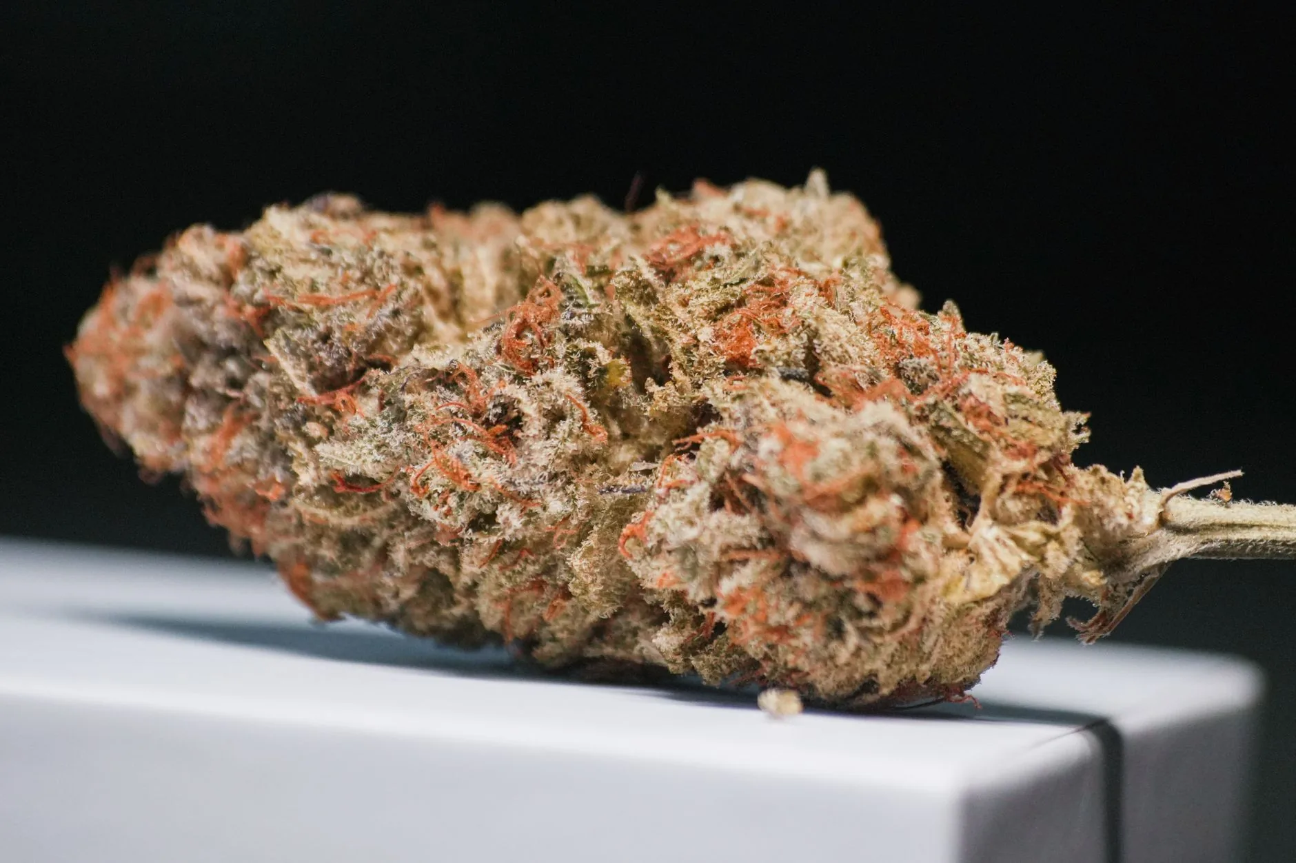 Padronização genética se torna ativo estratégico na cannabis medicinal no Brasil