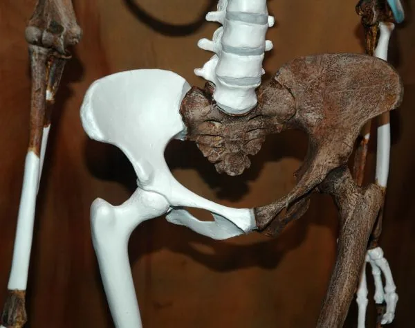 Novo fóssil de 240 milhões de anos reescreve história dos dinossauros