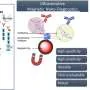 Novo método utiliza nanopartículas magnéticas para detectar alergia a amoxicilina