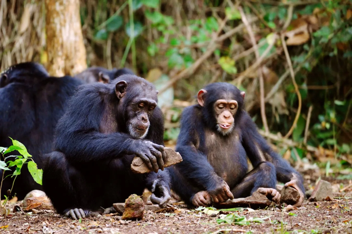 Comportamentos similares entre humanos e chimpanzés sugerem parentesco