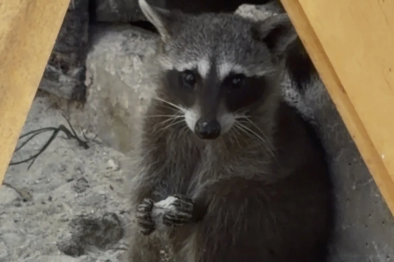 Pygmy raccoons on Cozumel Island teach each other to make toys