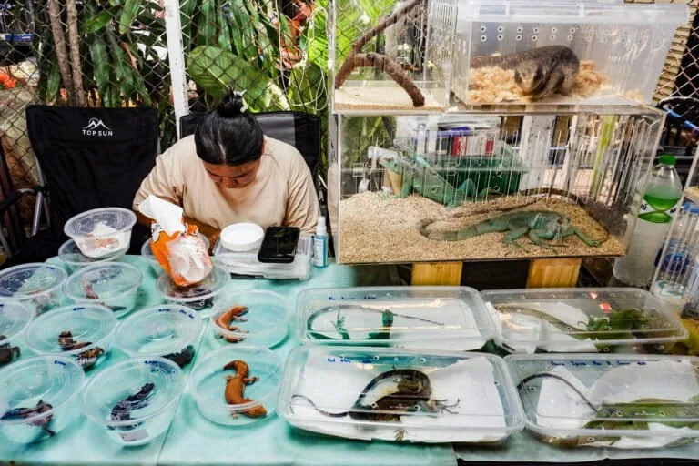 Amazonian Wildlife Found in Bangkok Market