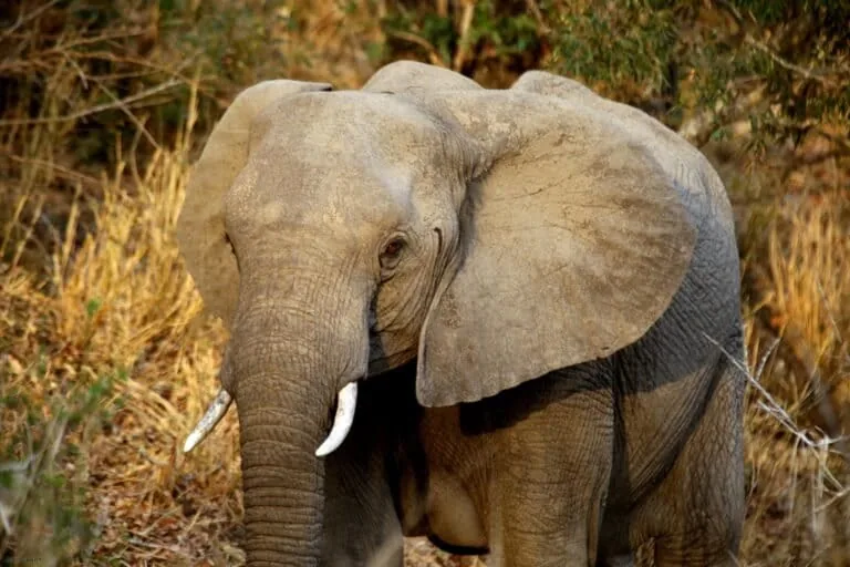 Vietnam apreende mais de 1,2 toneladas de âmbar de elefante e ossos de grandes felinos em embarcação