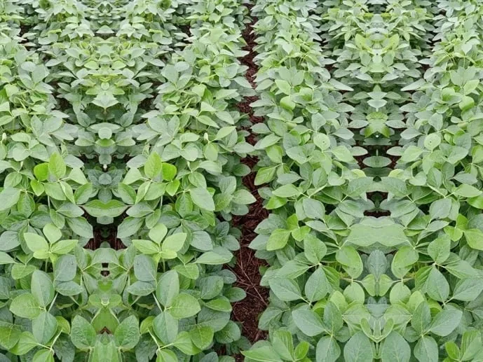 Produtores antecipam plantio da soja para tentar reduzir impactos do El Niño