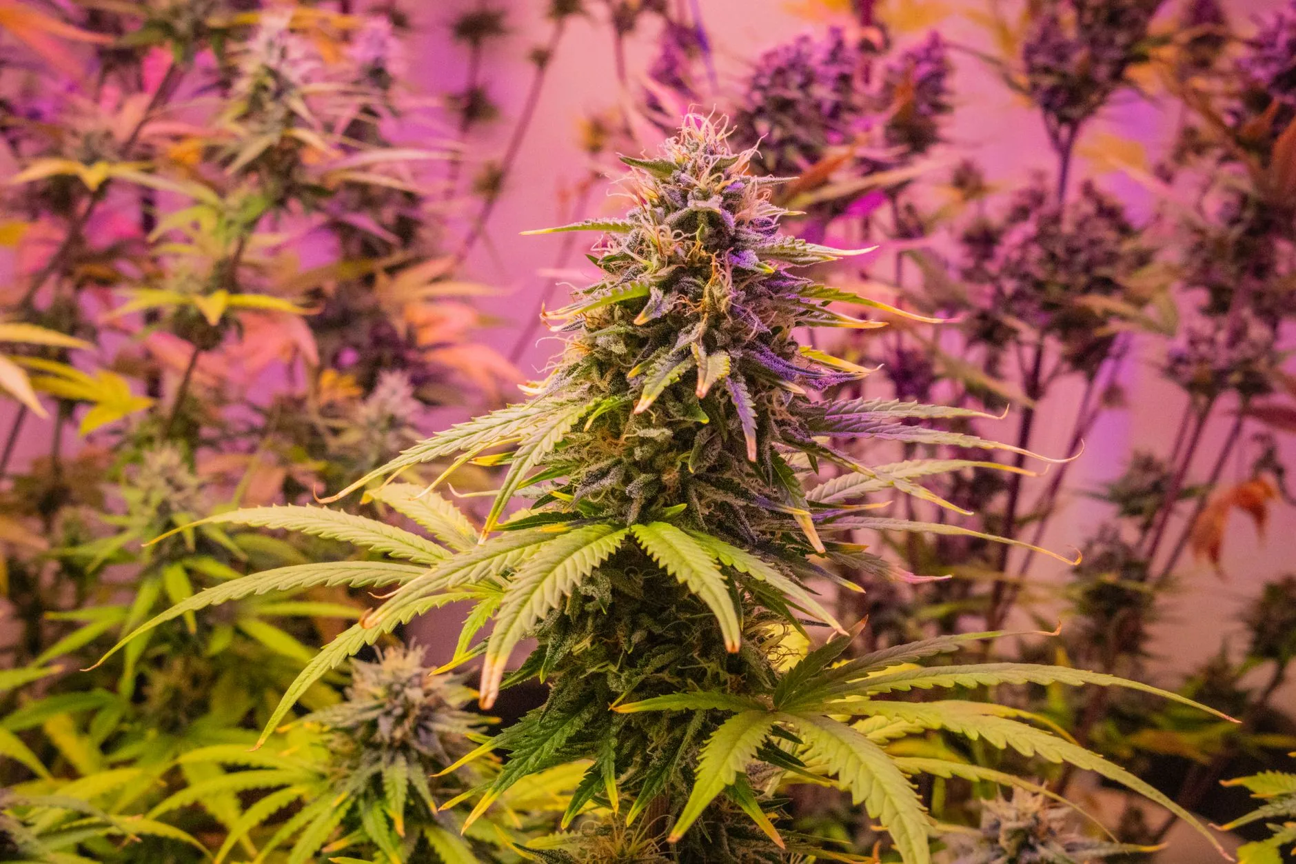Padronização genética vira ativo estratégico da cannabis medicinal no Brasil