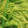 Novo método permite identificação mais precisa de linhas de arroz geneticamente editadas