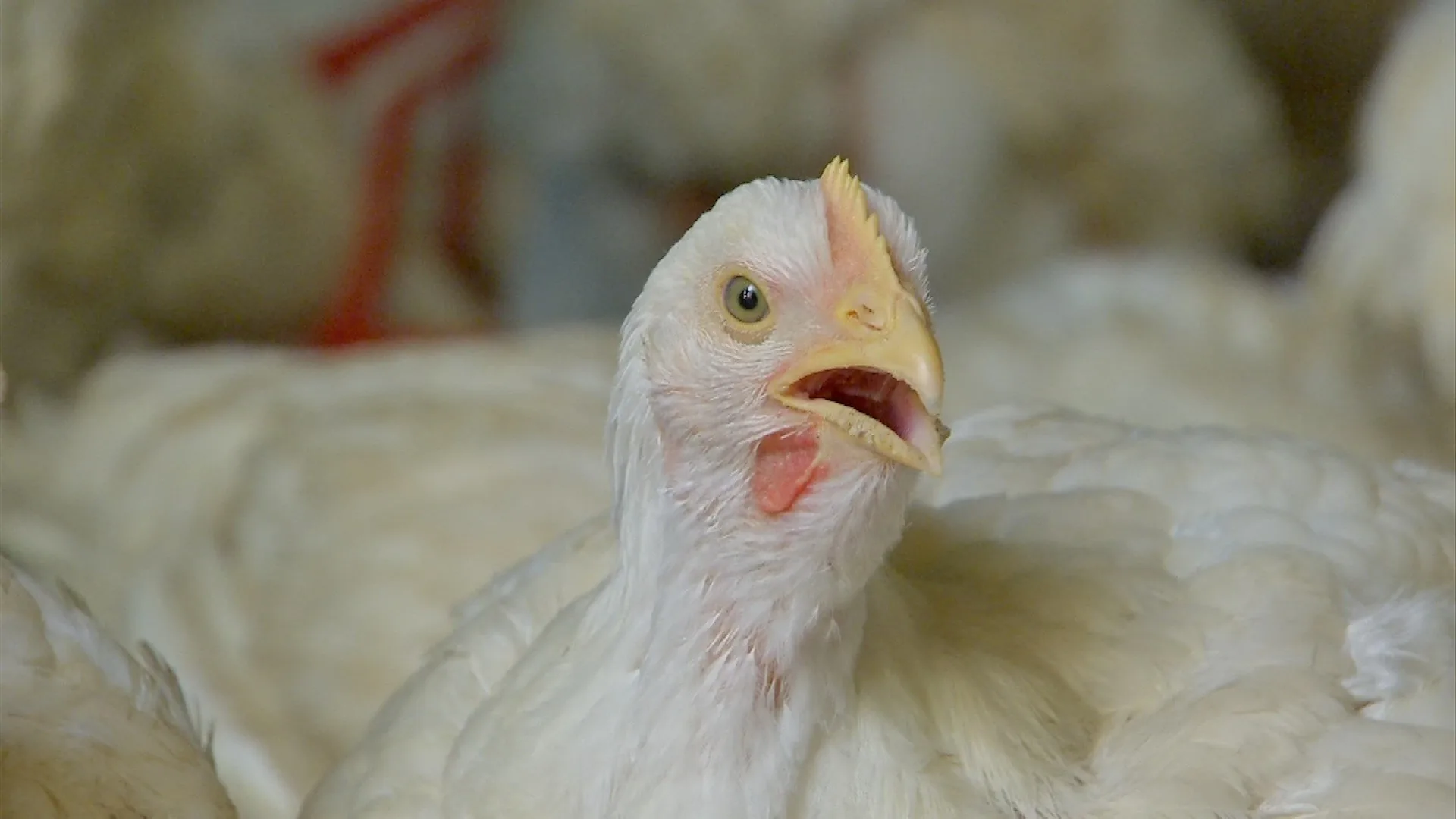China se torna concorrente do Brasil no mercado de frango