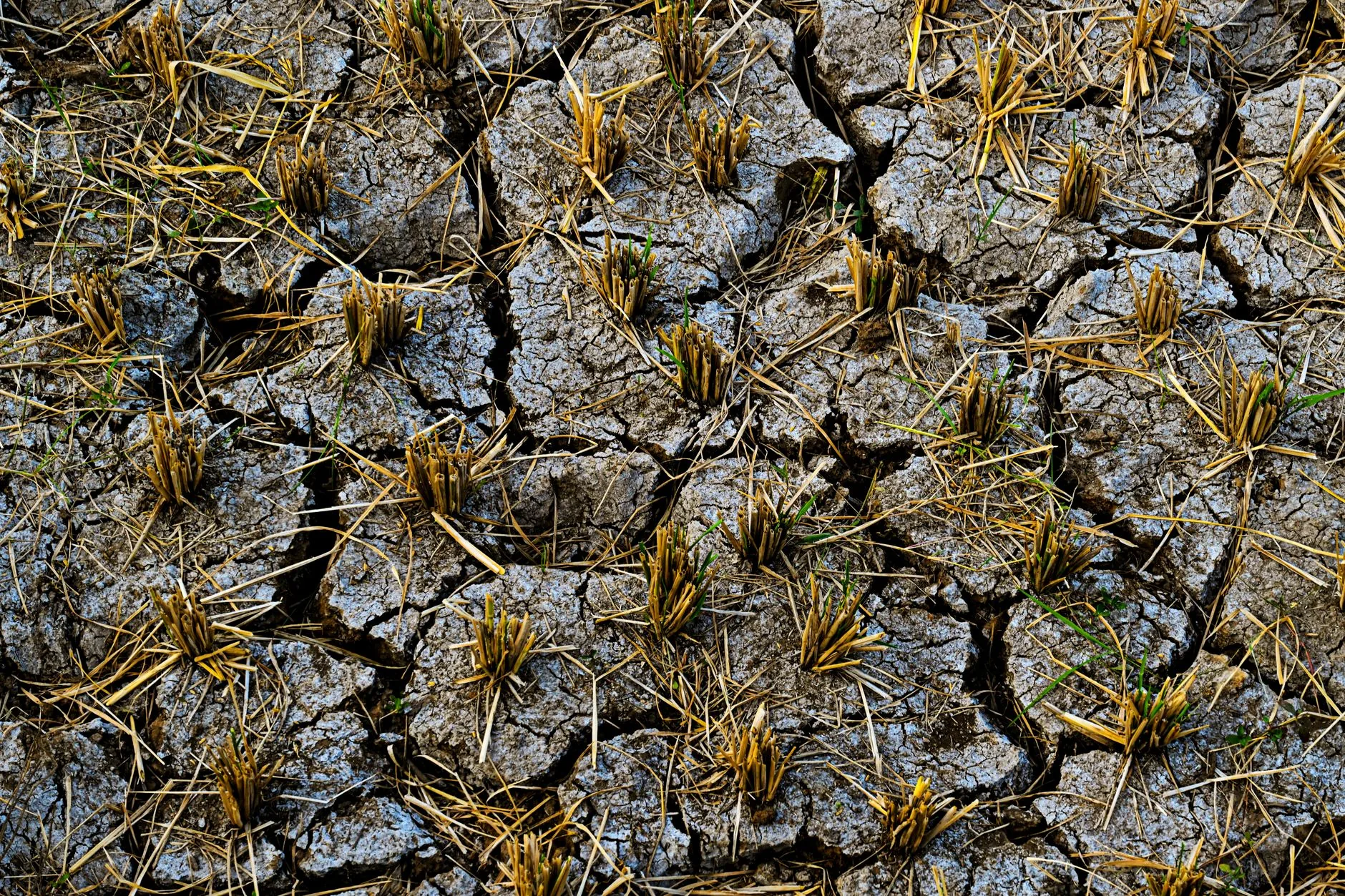Perguntas e respostas: Impacto do Clima na Agricultura