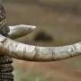Mais de R$ 1 milhão em ivory de elefante anunciado online na Austrália