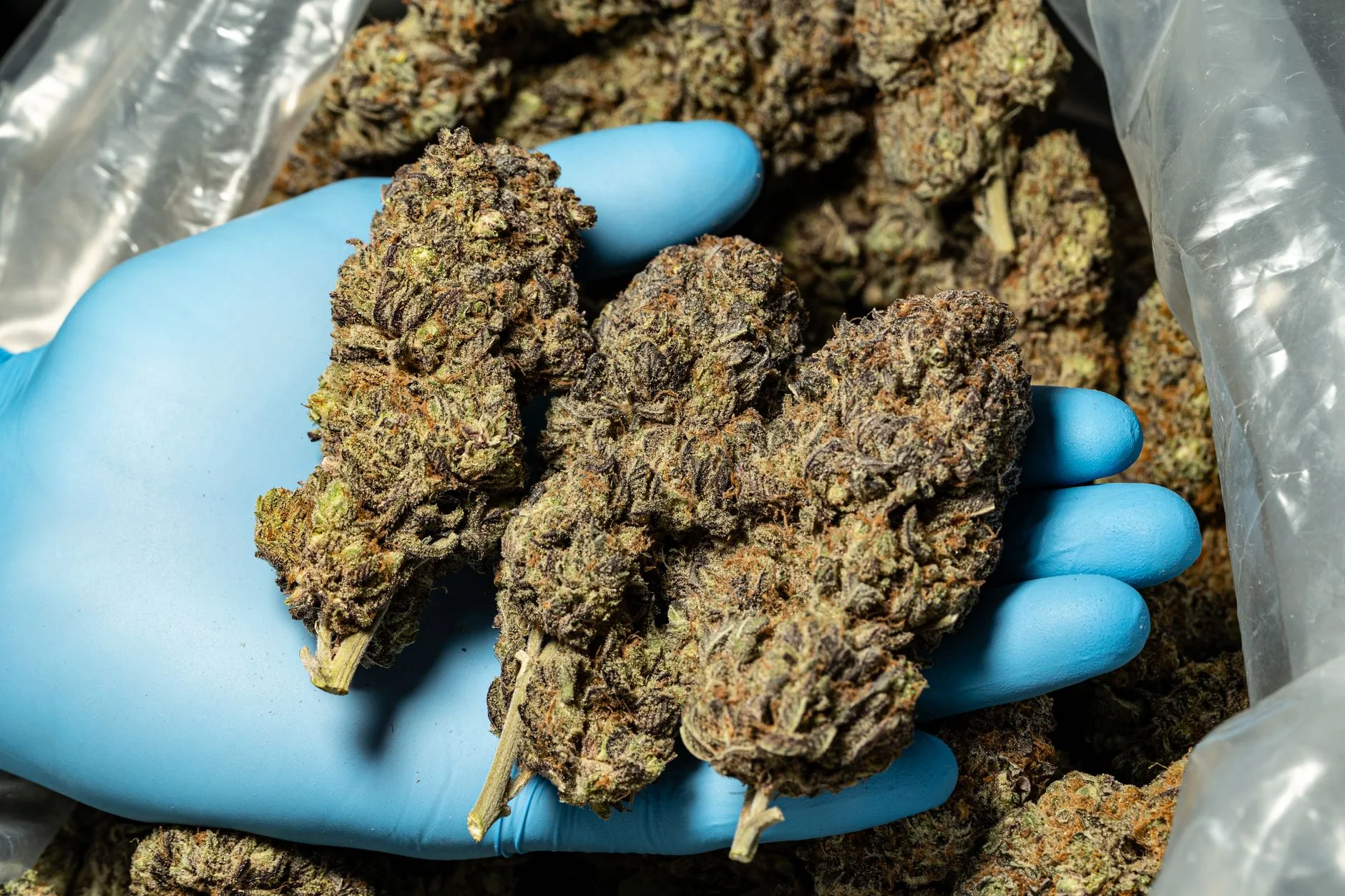 Gargalos no varejo dificultam acesso à cannabis medicinal