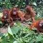 Orangutães infantis expõem escala alarmante de tráfico de animais
