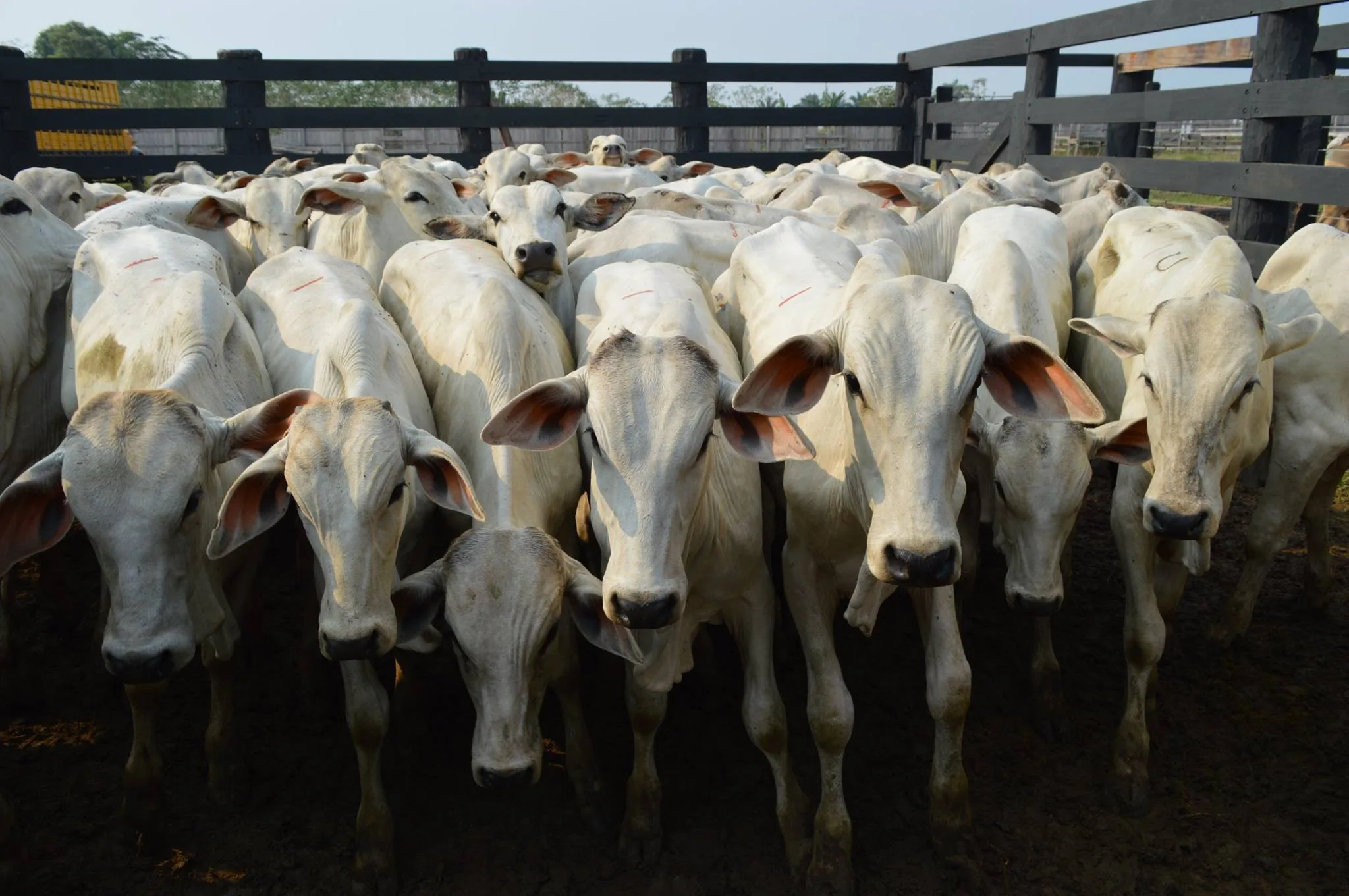 Preço do boi gordo sobe 3,1% em agosto