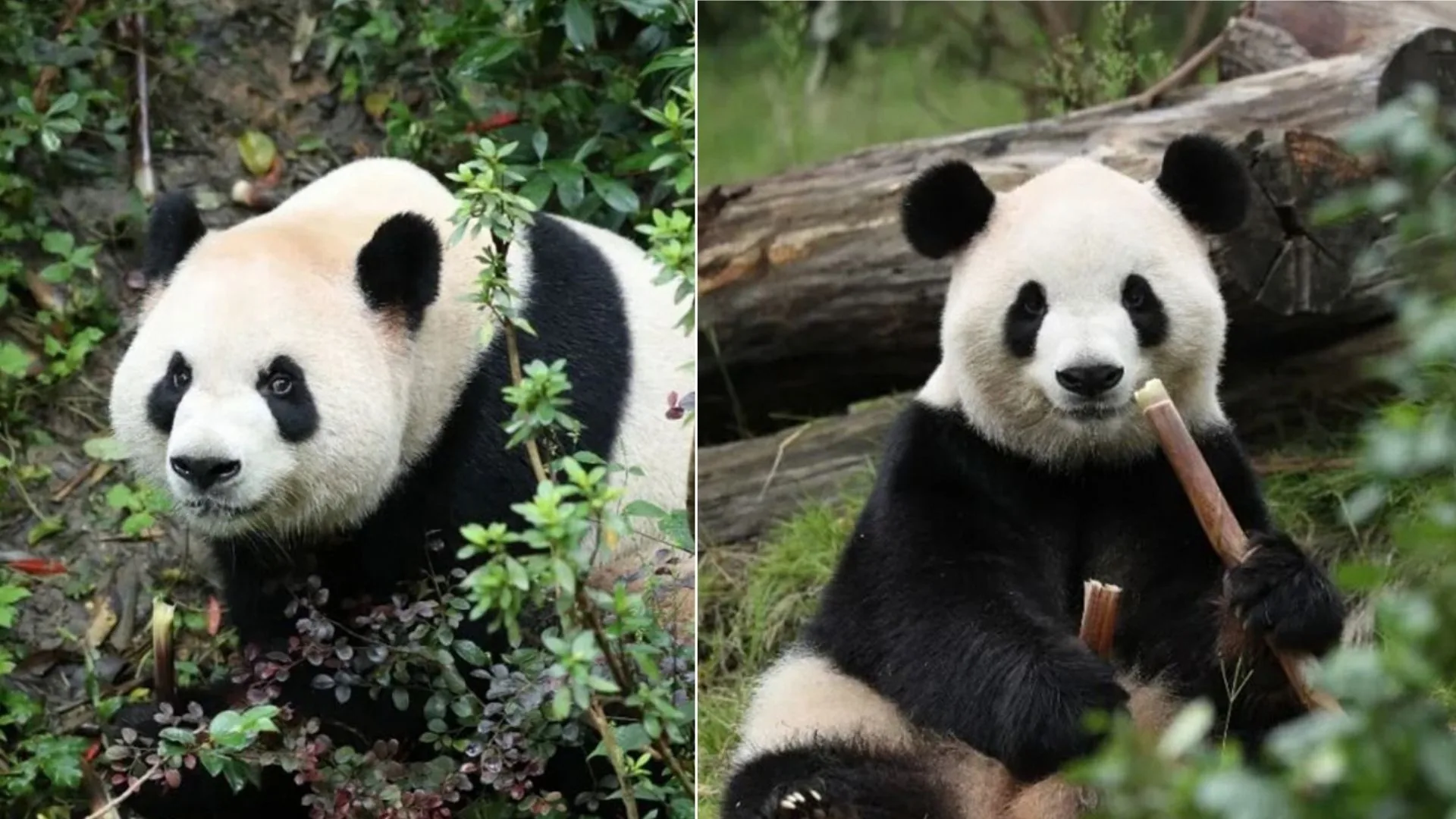 China enviará dois pandas para zoológico dos EUA