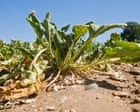 Grande parte dos alimentos essenciais do Reino Unido são cultivados em áreas de risco de estresse hídrico