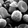 Imagem avançada revela atividade metabólica oculta em células imunológicas
