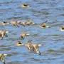 Pesquisadores usam movimentos de aves para rastrear vírus global