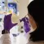 Bactérias apresentam desacordo entre RNA e proteínas sob estresse