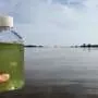 Estuários dos EUA enfrentam problemas de qualidade da água