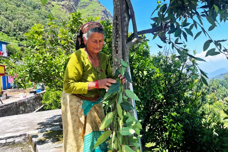 Mulheres enfrentam desafios na luta contra incêndios florestais em Uttarakhand