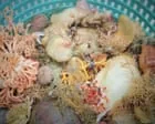Novas espécies de esponjas são descobertas no Alasca