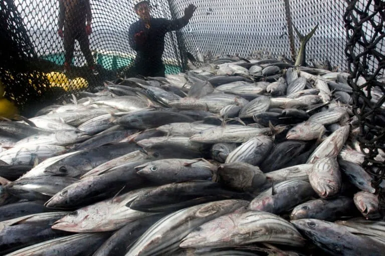 Países acordam nova estratégia de pesca para atum azul do Pacífico
