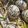Alterações simples na gestão agrícola podem proteger aves em risco