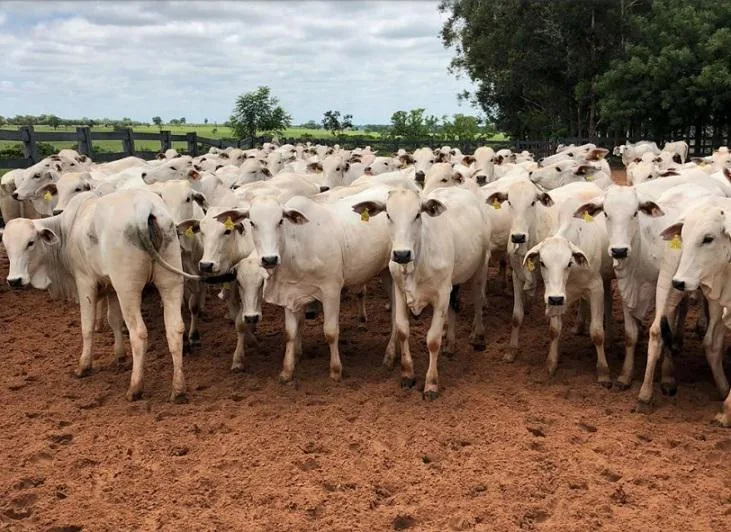 Preços do boi gordo seguem alta; veja as cotações