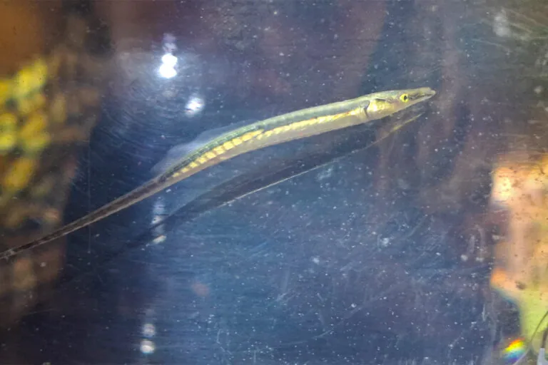 Indígena encontra espécie de peixe perdida há 40 anos