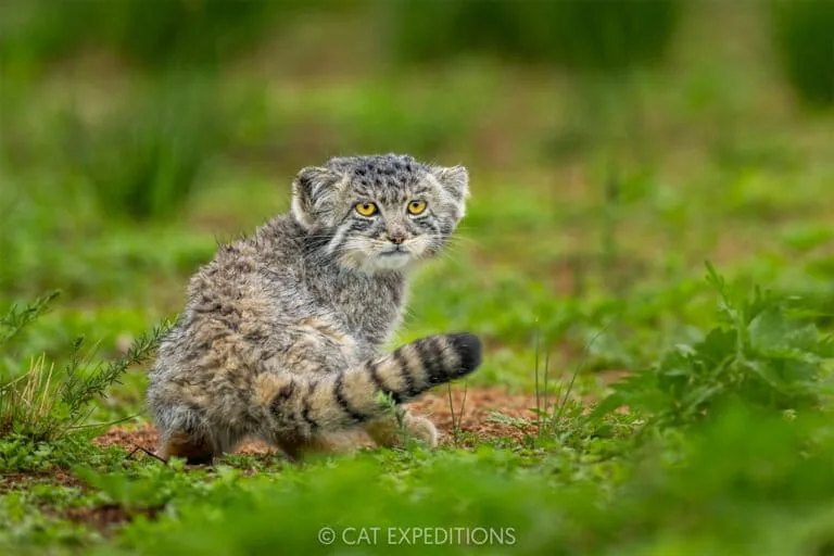 Wildlife and habitats in Nepal's high altitudes face increasing threats