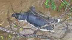 Autoridades zambianas alertam contra consumo de carne de animais mortos