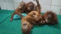 Orangutãs jovens são encontradas em floresta indiana e suspeita de tráfico