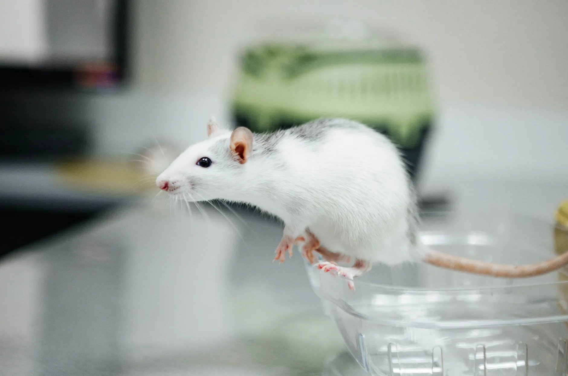 Geneticista desenvolve técnica para prevenir perda de visão relacionada à idade