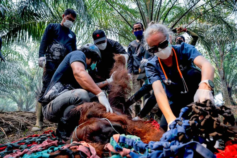 Conservadores trabalham para salvar orangutanas em incêndios na Borneu