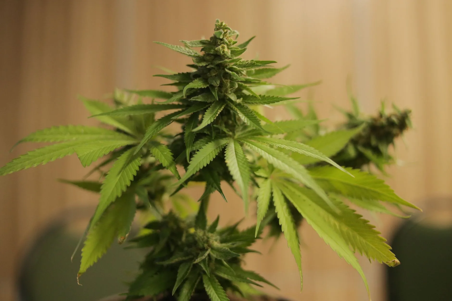 Cannabis medicinal nas favelas: quando o tratamento é o mesmo, mas o caminho não