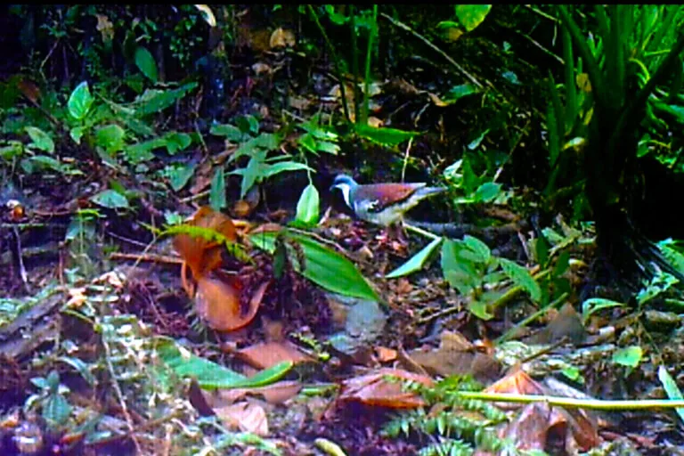 Pombo raro de Mindoro reaparece após 20 anos, mas floresta ameaçada