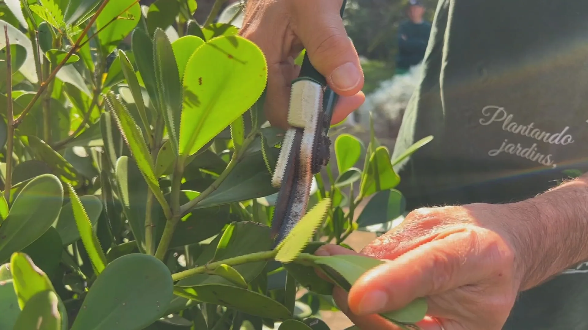 Clube de jardinagem do Jardim Botânico de Sorocaba oferece aulas gratuitas de poda e cultivo