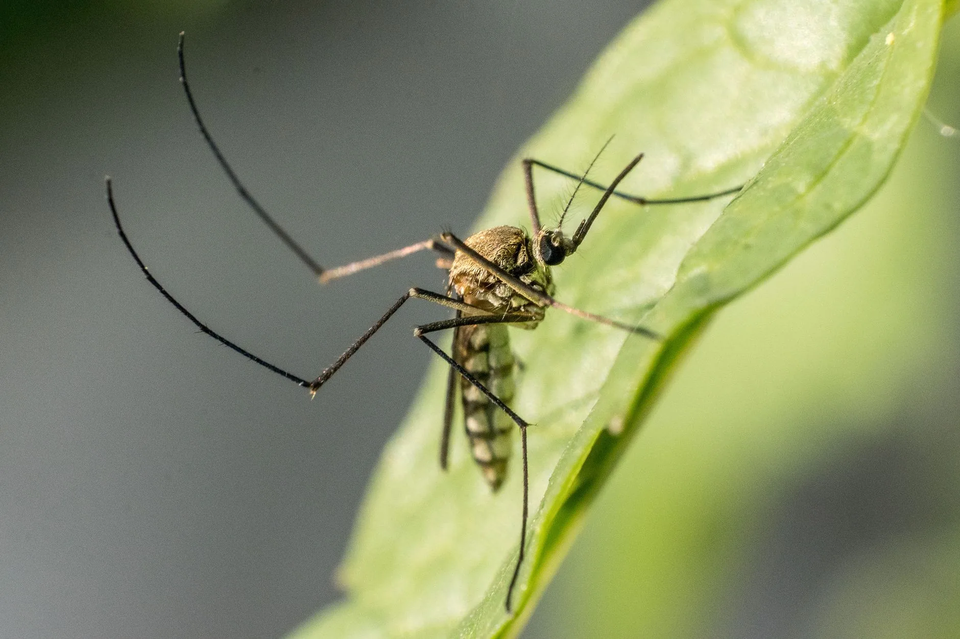 Infestação de mosca-do-estábulo prejudica pecuaristas no noroeste de SP