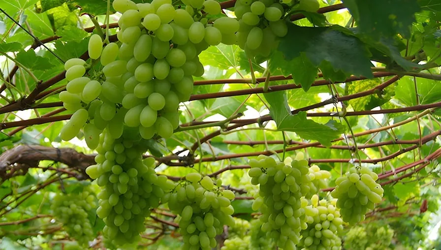 Bagaço de uva transformado em biofertilizante aumenta antioxidantes em flores