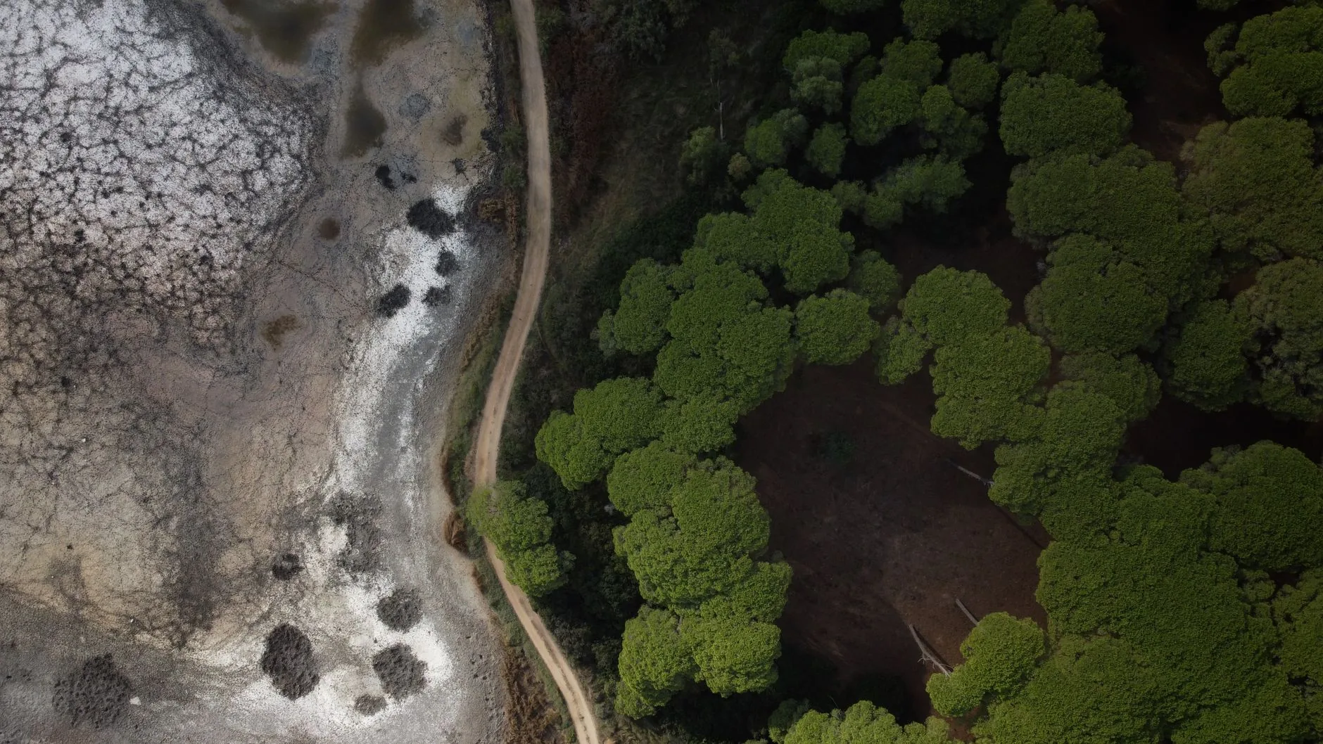 Perguntas e respostas: Impacto do Clima na Biodiversidade