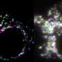Nova técnica de microscopia revela detalhes dinâmicos dentro das células